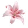 link image