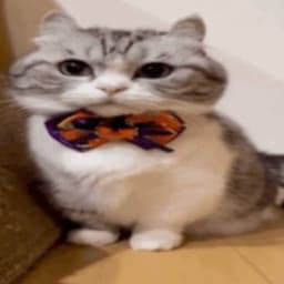 erbo