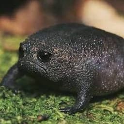 O***