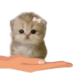 link image