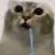 asipengusss