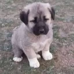 Melih